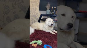 Маремма 👼 Абруцкая овчарка