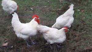 Куры Загорские лососевы, Мини мясные палевые, Бресс Гальцы французская курица.
