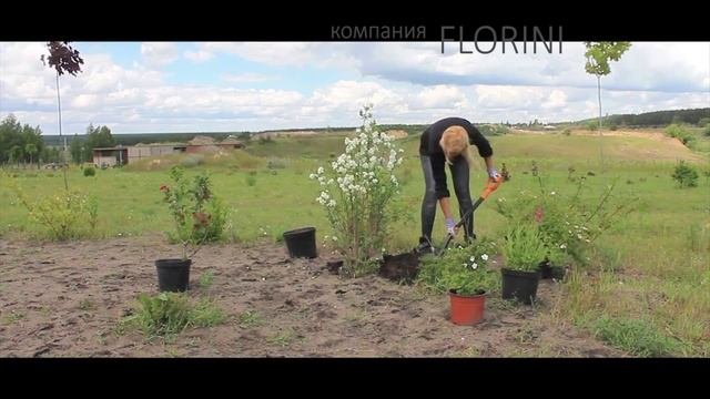 Посадка цветущих многолетних растений летом