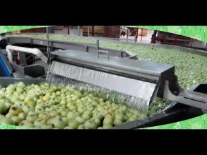 Мойка яблок и фруктов (видео)