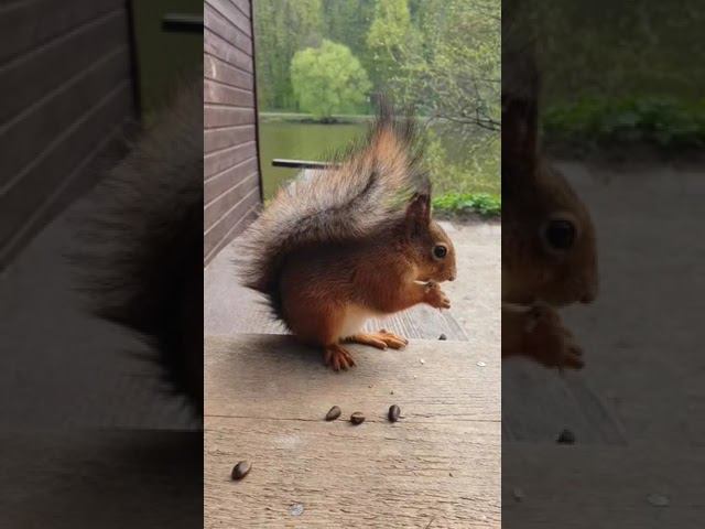 Белкин завтрак. смотреть онлайн