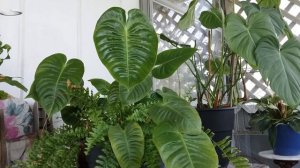 Anthurium Veitchii & A Look @ House Plants On The Front Porch