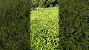 Главные медоносы Подмосковья