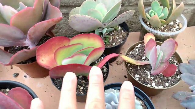 IDENTIFICANDO SUCULENTAS +Tour pelas minhas Suculentas смотреть онлайн