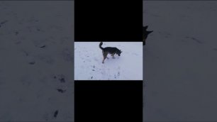 Верба - легендарная собака овчарка провалилась в снегу и этому похоже рада 05.01.2020г.-13.01.2020г.