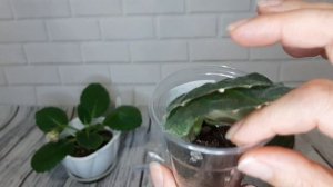 Можно ли укоренять листья глоксинии на которую напал трипс либо клещ?Мои результаты!