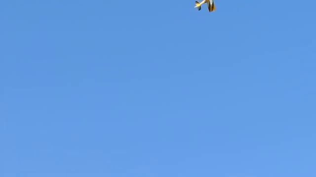 Giant Scale RC Ultimate Biplane flight- Queens Park Savannah, Trinidad and Tobago смотреть онлайн