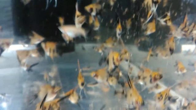 Скалярия Кои "DeLux" смотреть онлайн