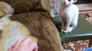 Наши котята девон-рекс