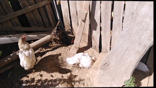 Вылупление цыплят наседкой