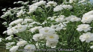 Гипсофила многолетняя