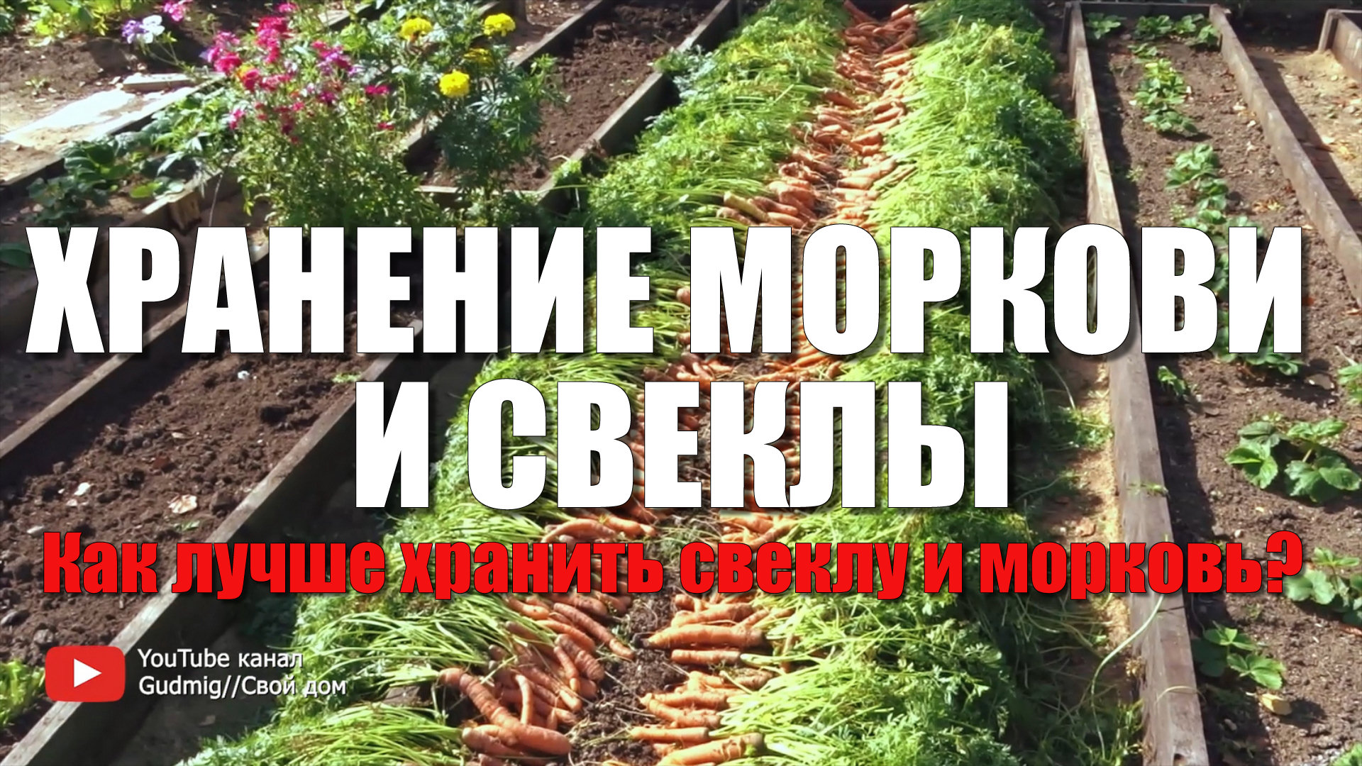 ХРАНЕНИЕ МОРКОВИ И СВЕКЛЫ. Лучший способ хранения свеклы и моркови. Хранение в песке или пакетах?