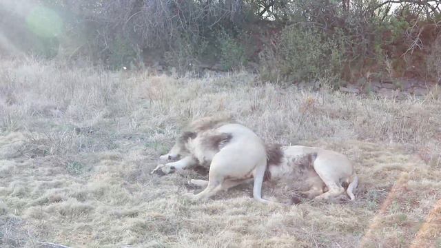 Lions Celebrating 1,000 Subscribers Львов празднует 1,000 подписчиков смотреть онлайн