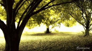 5 Minute Meditation Music - Beautiful Healing Relaxing Meditation Music Timer