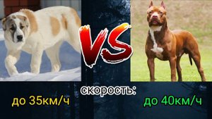 алабай против питбуля | питбуль vs алабай