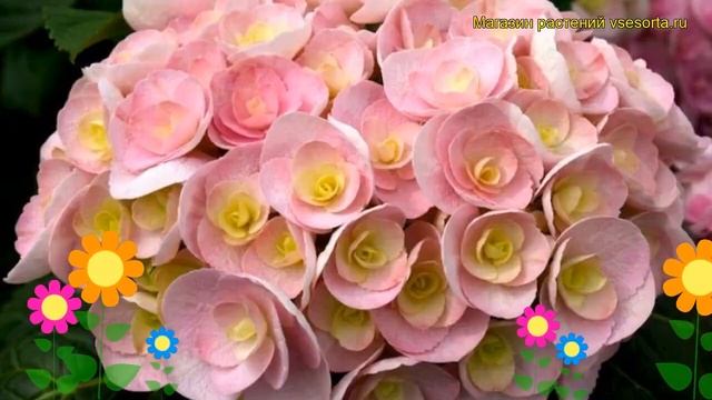 Гортензия крупнолистная Ты и я любовь (ю энд ми лав). Обзор hydrangea macrophylla You & Me Love смотреть онлайн