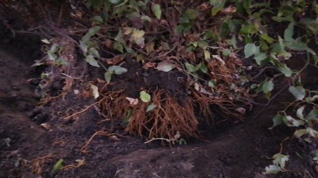 Пересадка и размножение взрослого клематиса