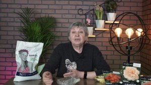 Лилейник Посадка и Уход  ? Как выбрать саженцы лилейника