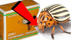 Как быстро избавиться от колорадского жука за 3 минуты!..