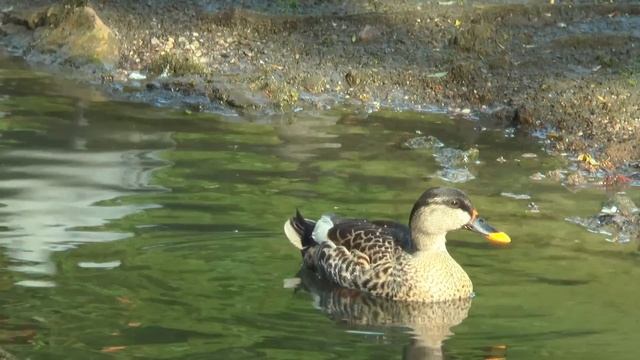 Жануарлар әлемі | Балаларға арналған дамытқыш смотреть онлайн