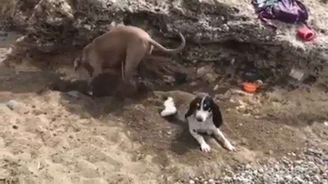Weimaraner and Ariege Hound смотреть онлайн