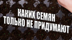 Для раннего урожая, решил посадить я себе салат и редис