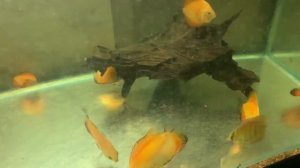 Кормление аквариумных рыб трубочником