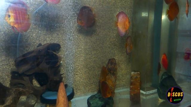 #DISCUS#Как сделать круглого дискуса? смотреть онлайн