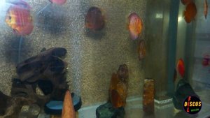 #DISCUS#Как сделать круглого дискуса?