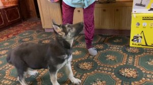 Умничка и красавица | Щенок овчарки ВЕО