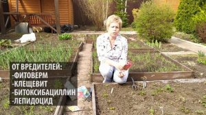 КЛУБНИКА ВЕСНОЙ ? Основные правила ухода / Садовый гид