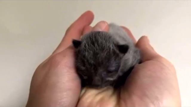 Парень заметил в переулке одинокую коробку, из которой доносился писк, содержимое вас шокирует смотреть онлайн