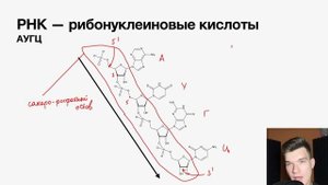 2.22. Строение нуклеотидов, РНК и ДНК | Цитология к ЕГЭ | Георгий Мишуровский