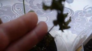 маракуя Северная результат укоренения черенков