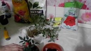 Как рассадить комнатные розы (в подарочной упаковке.)