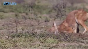 Волк с повадками лисицы. Эфиопский волк - интересные факты