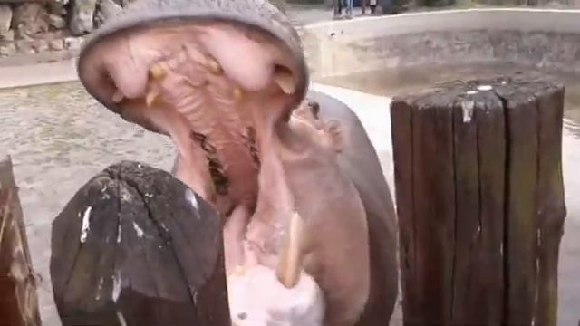 Бегемот зевает замаем смотреть онлайн