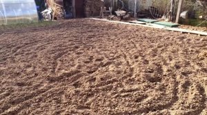 ОБЗОР МОТОКУЛЬТИВАТОРА DAEWOO 5560R (Hyundai T800)