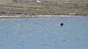 Селезень кряквы.Голос селезня кряквы.