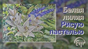 Белая лилия. Рисую пастелью