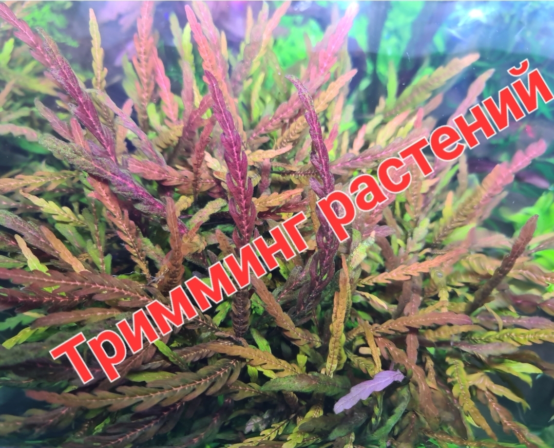 Тримминг растений смотреть онлайн