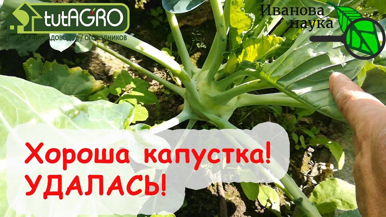 НИ ЕДИНОГО ВРЕДИТЕЛЯ НА КАПУСТЕ! И ВОТ ПОЧЕМУ! Посмотрите, какая чистая! Скоро буду убирать кольраби