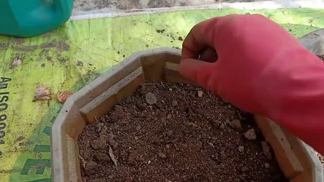 Gladiolus Care in Winter ||'Unboxing' and How to Plant a Gladiolus Bulb with Complete Winter Care смотреть онлайн