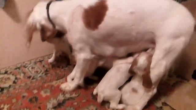 кормление щенков спаниеля смотреть онлайн