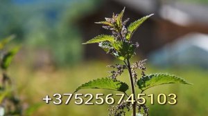 Корни крапивы, полезные свойства.