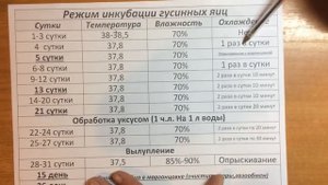 Лучший метод! Режим инкубации гусиных яиц/жизнь в деревне