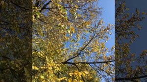 Что такое поэзия?