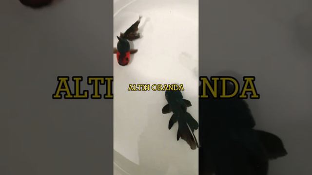 yüksek kaliteli goldfish orandalarım:) смотреть онлайн