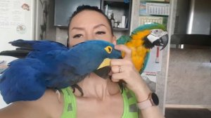 Любовь и нежности.Ласковый попугай Ара. Гиацинтовый Ара целуется. какаду. Смешные попугаи