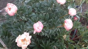 Peony PINK HAWAIIAN CORAL  (пион Пинк Хавайян Корал)